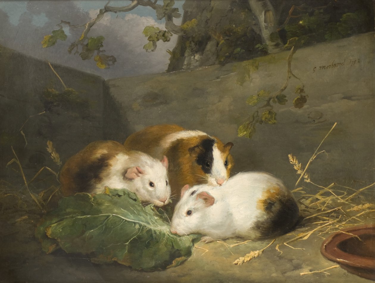 Cavia