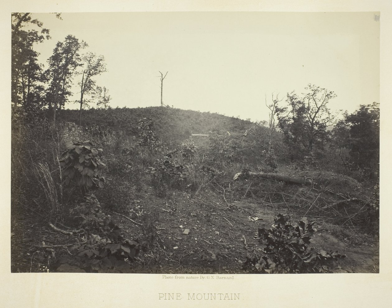 Dennenberg door George N. Barnard