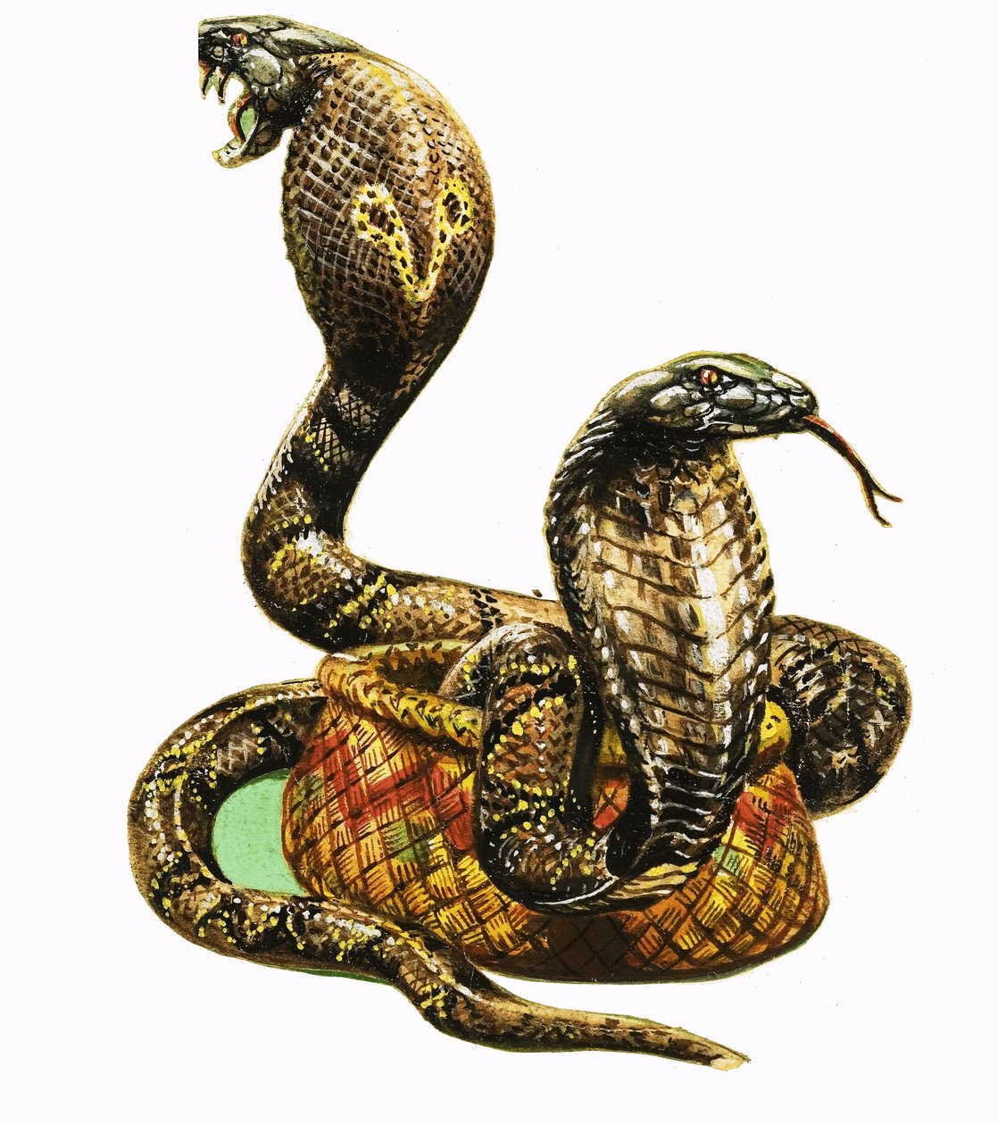 Koningscobra