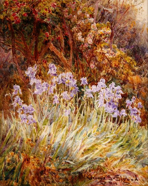Lichtblauwe iris, Florence door George Samuel Elgood