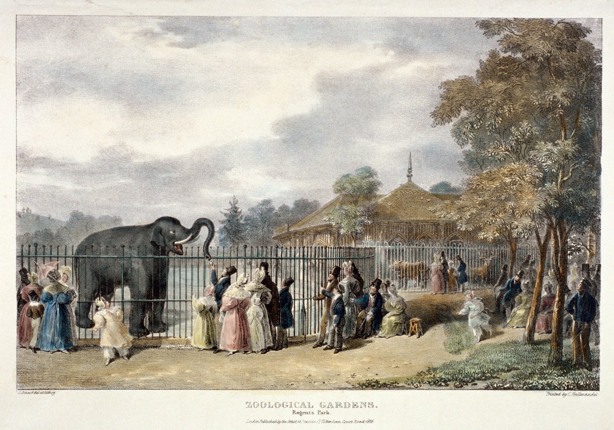 Dierentuin, Regent