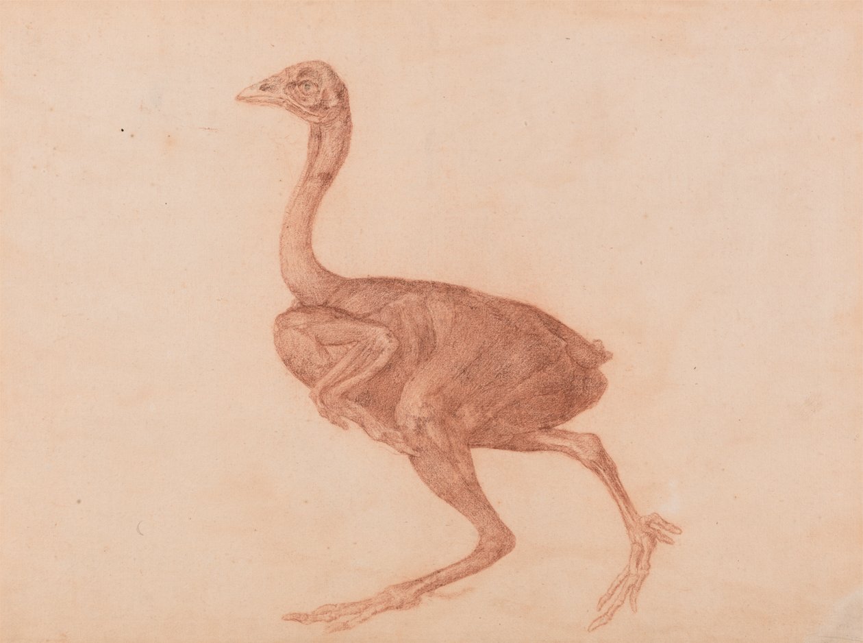 Dorking Hen, zijaanzicht door George Stubbs