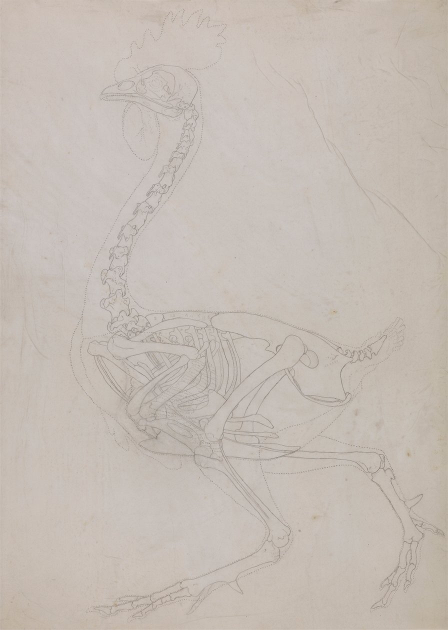 Vogel skelet, lateraal aanzicht (omtrektekening) door George Stubbs