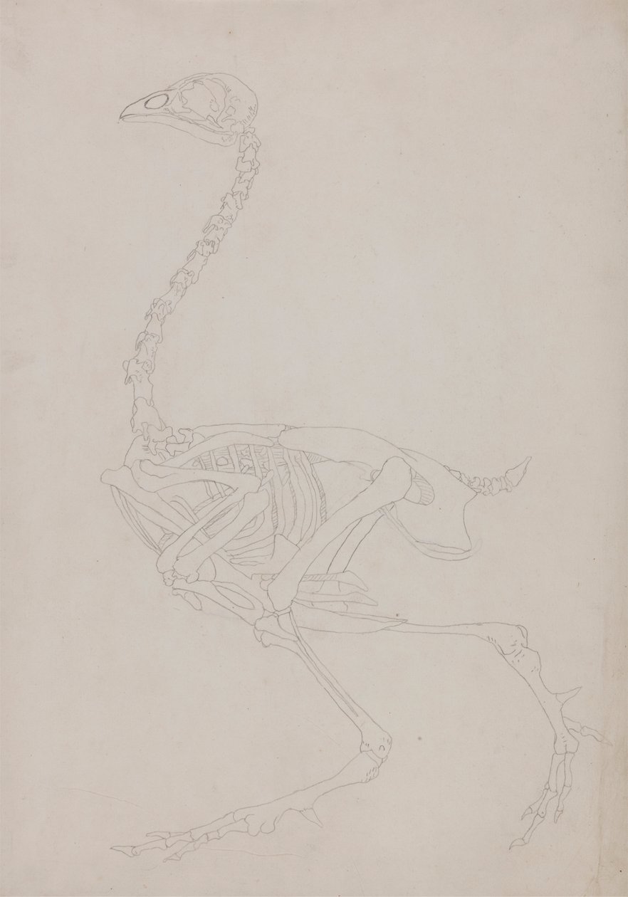 Kippenskelet, zijaanzicht door George Stubbs
