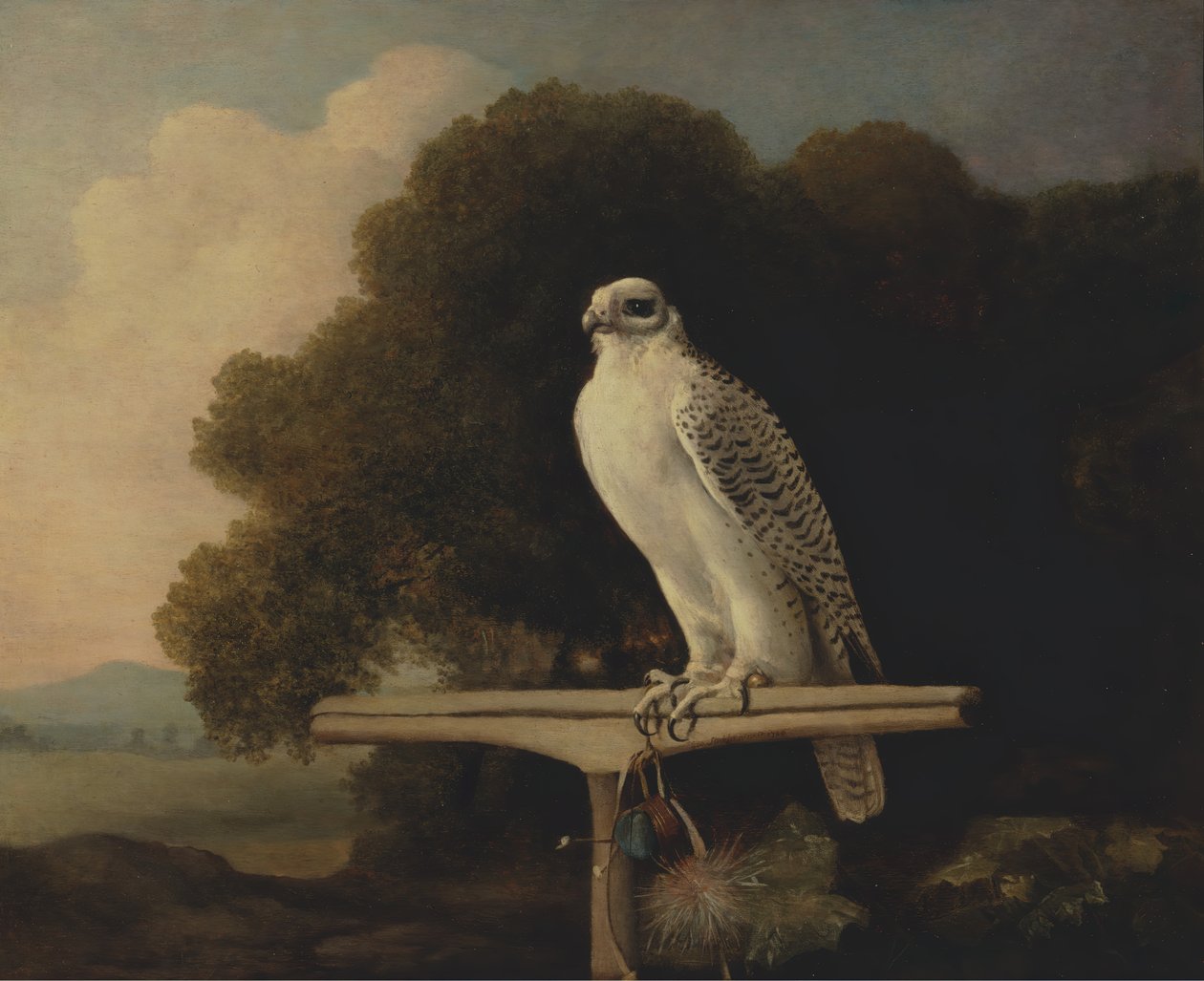 Groenlandse Valk, Gyr Valk door George Stubbs
