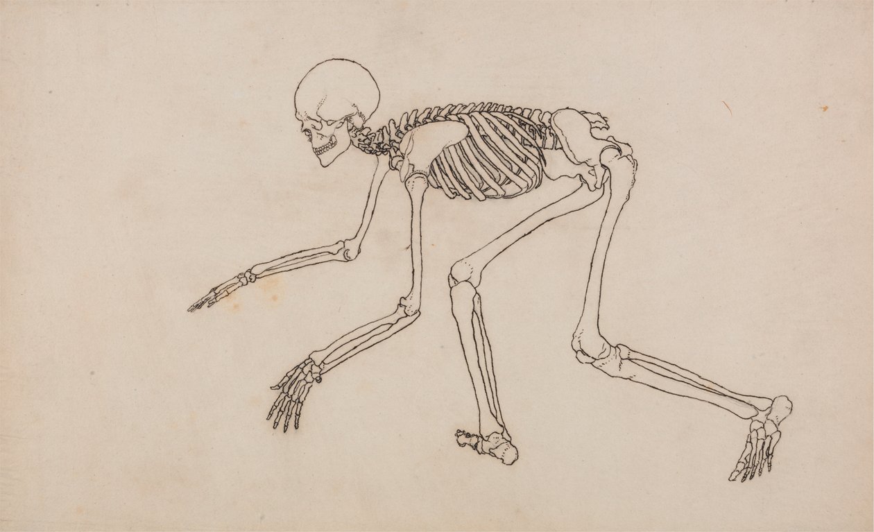 Menselijk skelet, zijaanzicht door George Stubbs