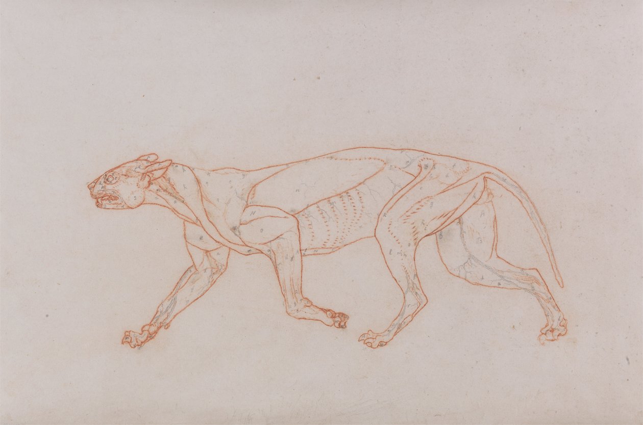 Luipaardlichaam, zijaanzicht door George Stubbs