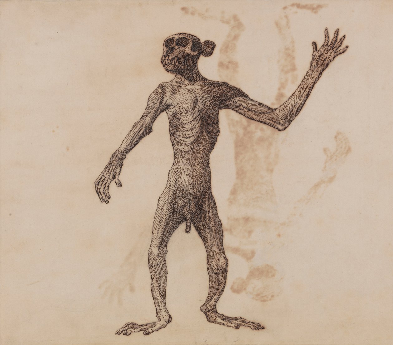 Staande aap, vooraanzicht door George Stubbs