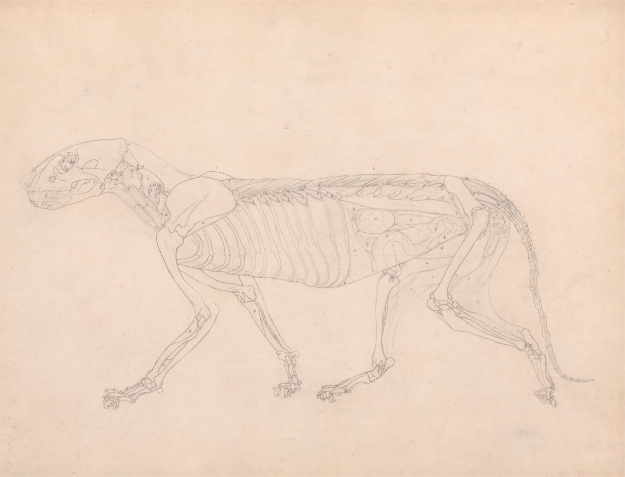 Tijgerlichaam, lateraal zicht door George Stubbs