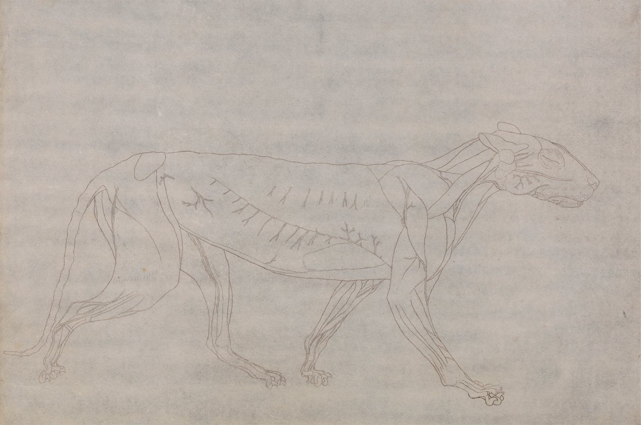 Tijgerlichaam, zijaanzicht door George Stubbs