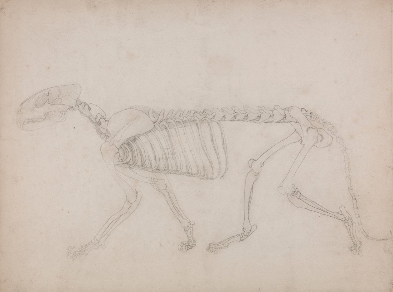 Tijgerskelet, lateraal zicht door George Stubbs