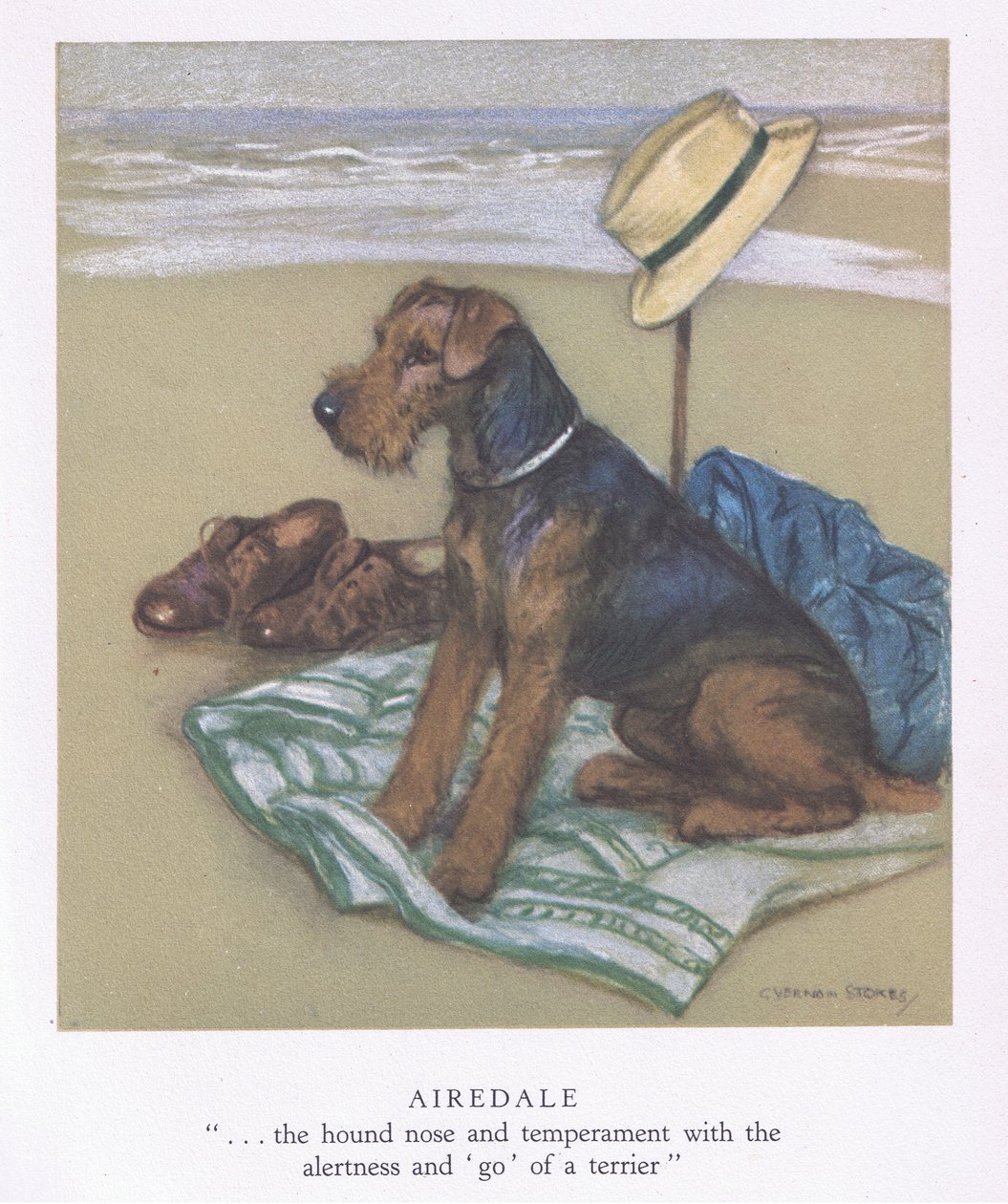 Airedale (kleurenlitho) door George Vernon Stokes