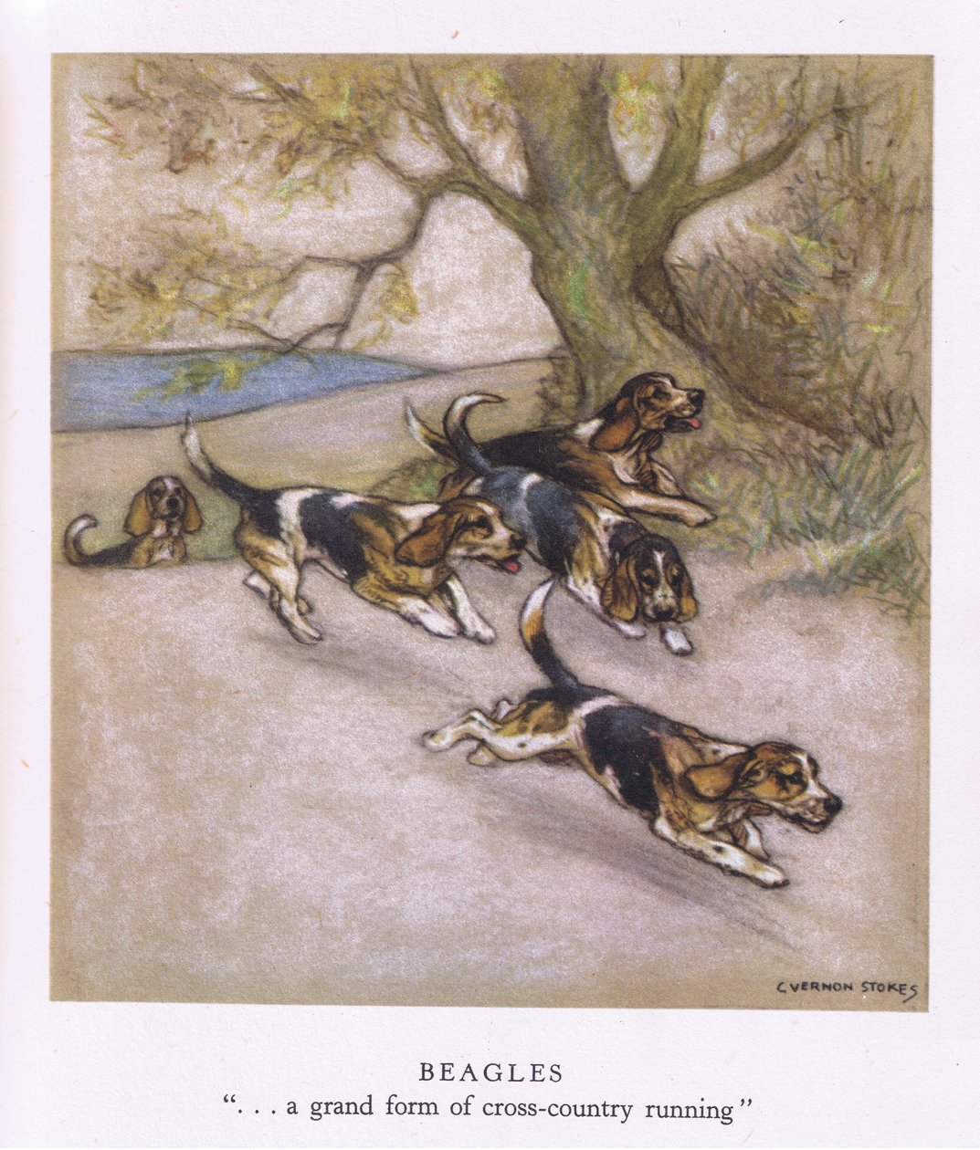 Beagles (kleurenlitho) door George Vernon Stokes