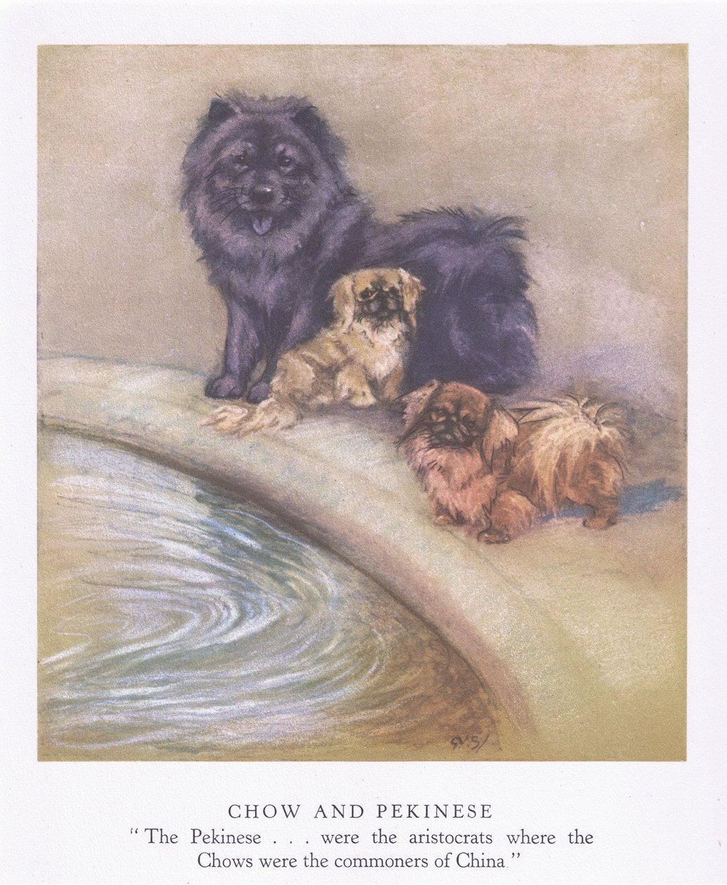 Chow en Pekinees (kleurenlitho) door George Vernon Stokes