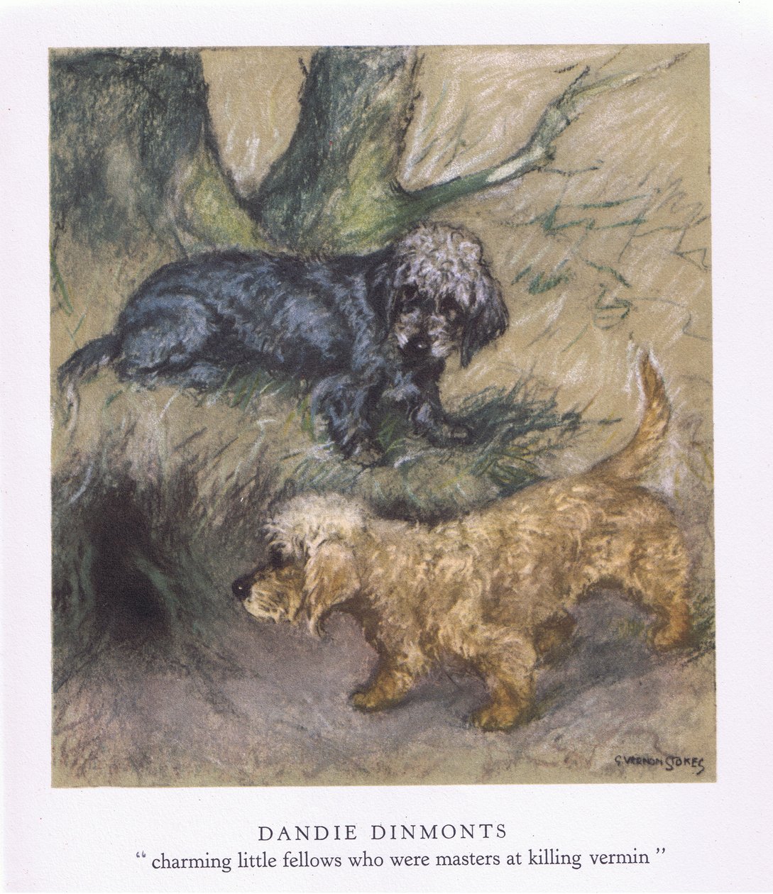 Dandie Dimonts (kleurenlitho) door George Vernon Stokes