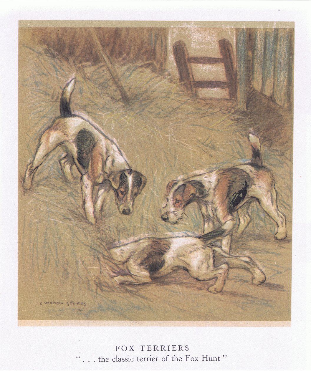 Fox Terriers (kleurenlitho) door George Vernon Stokes