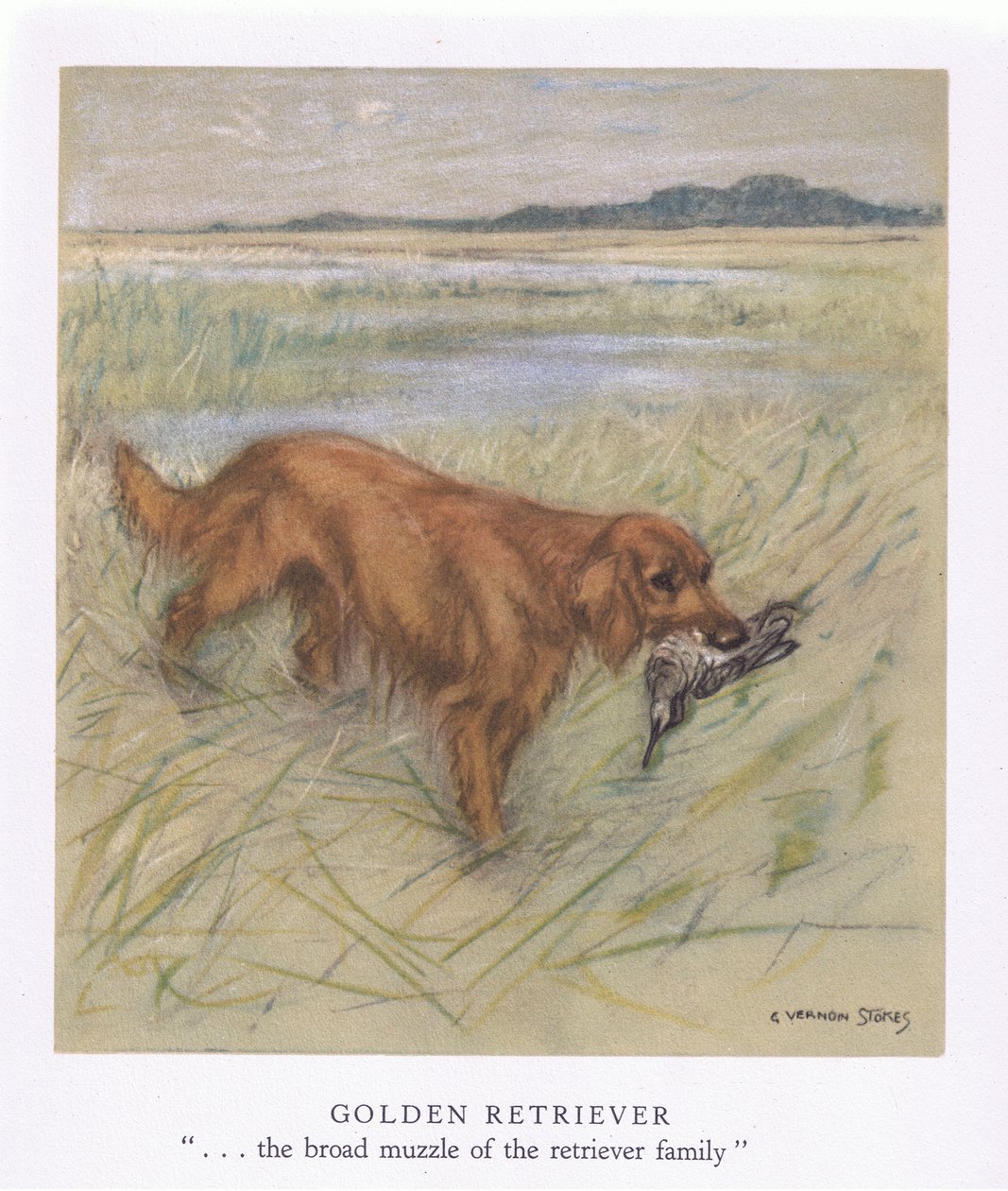 Golden Retriever (kleurenlitho) door George Vernon Stokes