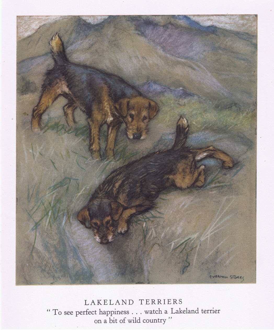 Lakeland Terriers (kleurenlitho) door George Vernon Stokes