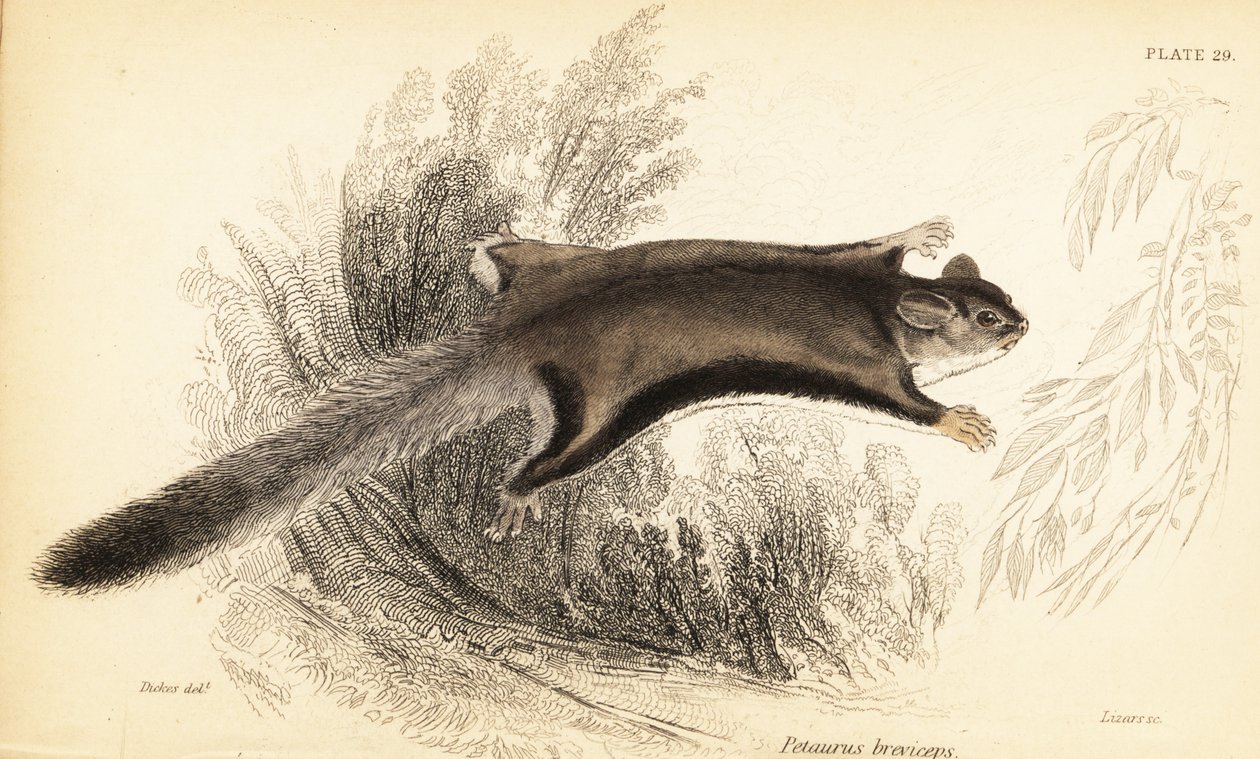 Suikerglider, Petaurus breviceps (gravure) door Georges Robert Waterhouse