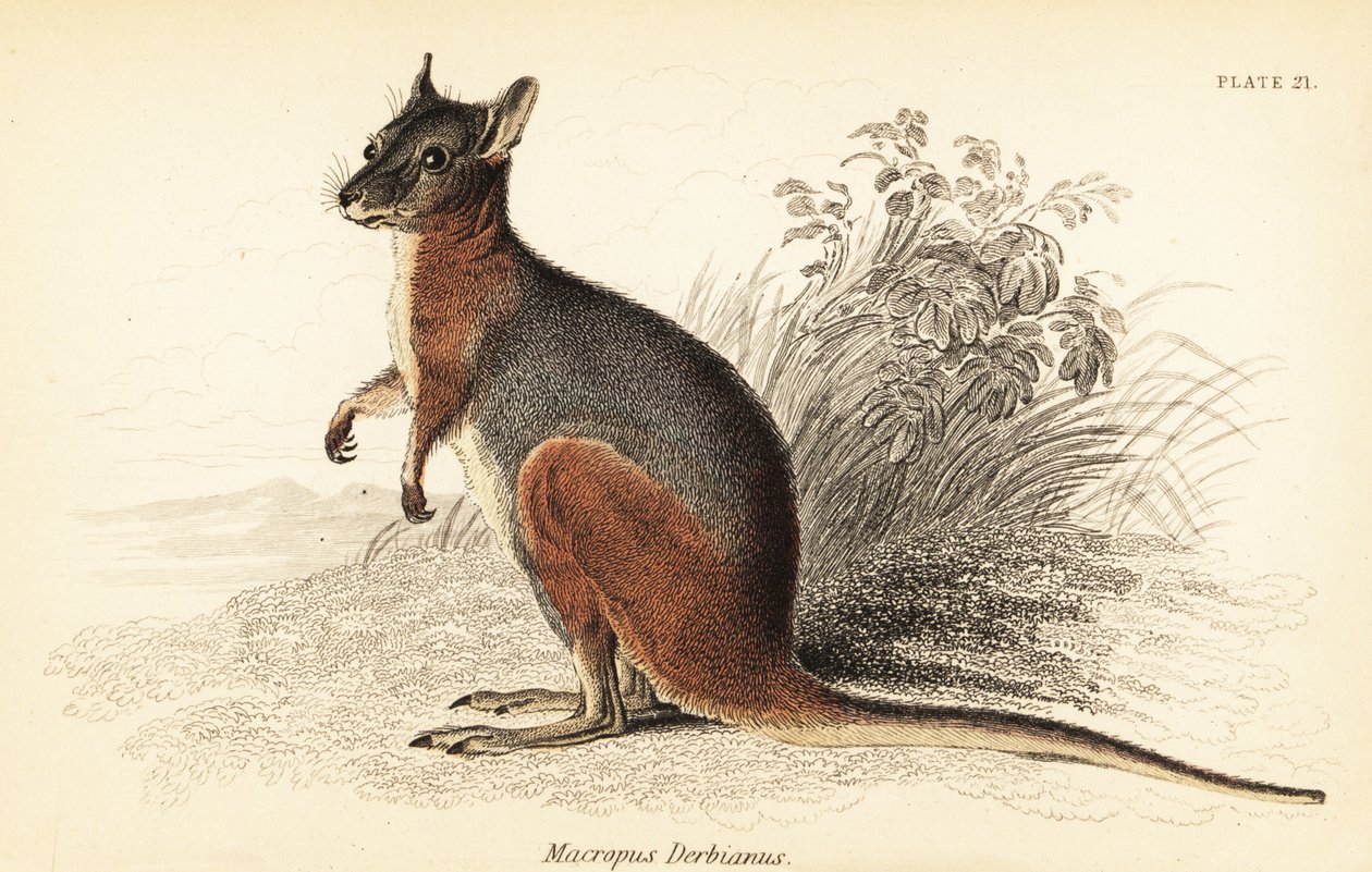 Macropus eugenii door Georges Robert Waterhouse