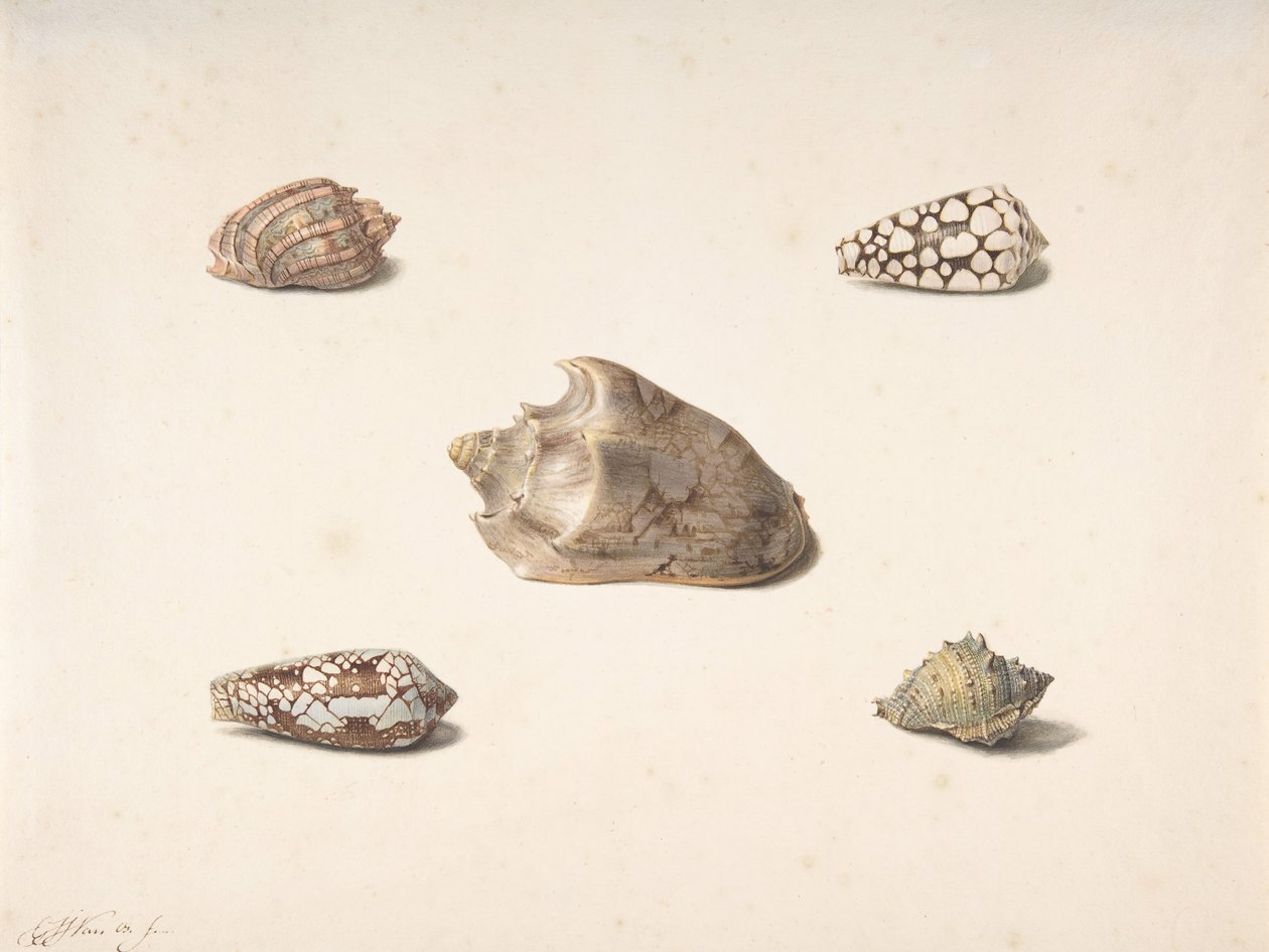 Vijf Schelpen, n.d. door Georgius Jacobus Johannes van Os