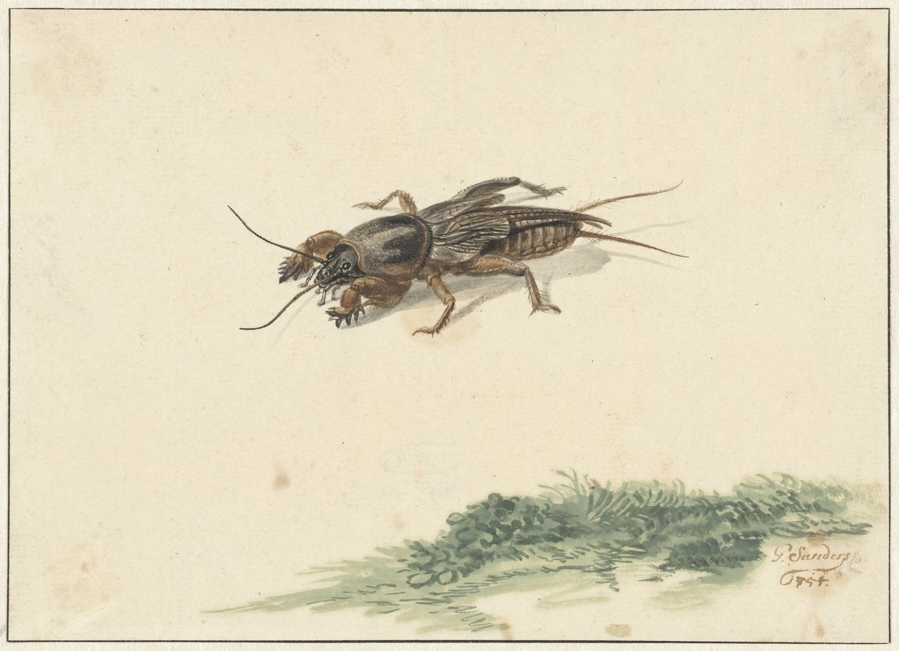 Insect door Gerard Sanders