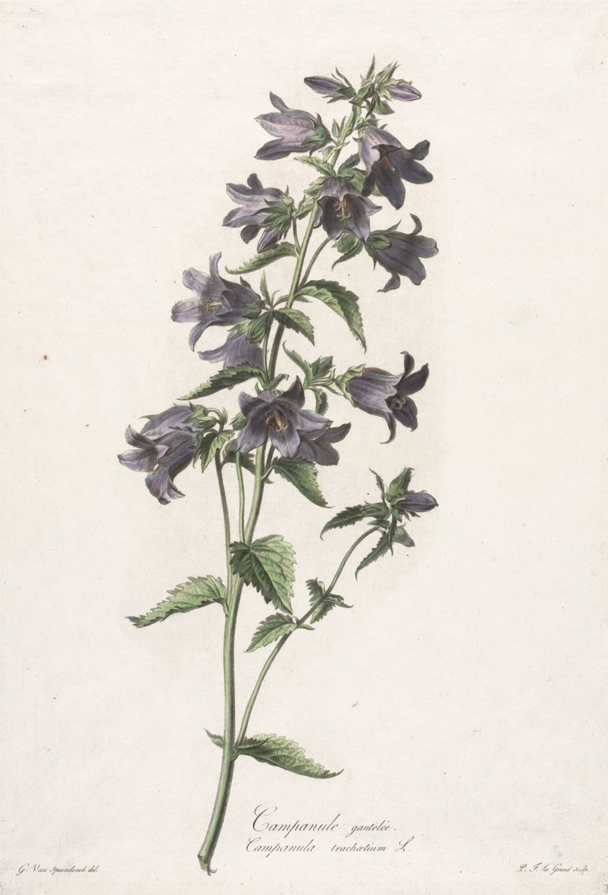 Bloemen getekend naar de natuur: Klokjesbloem door Gerard van Spaendonck