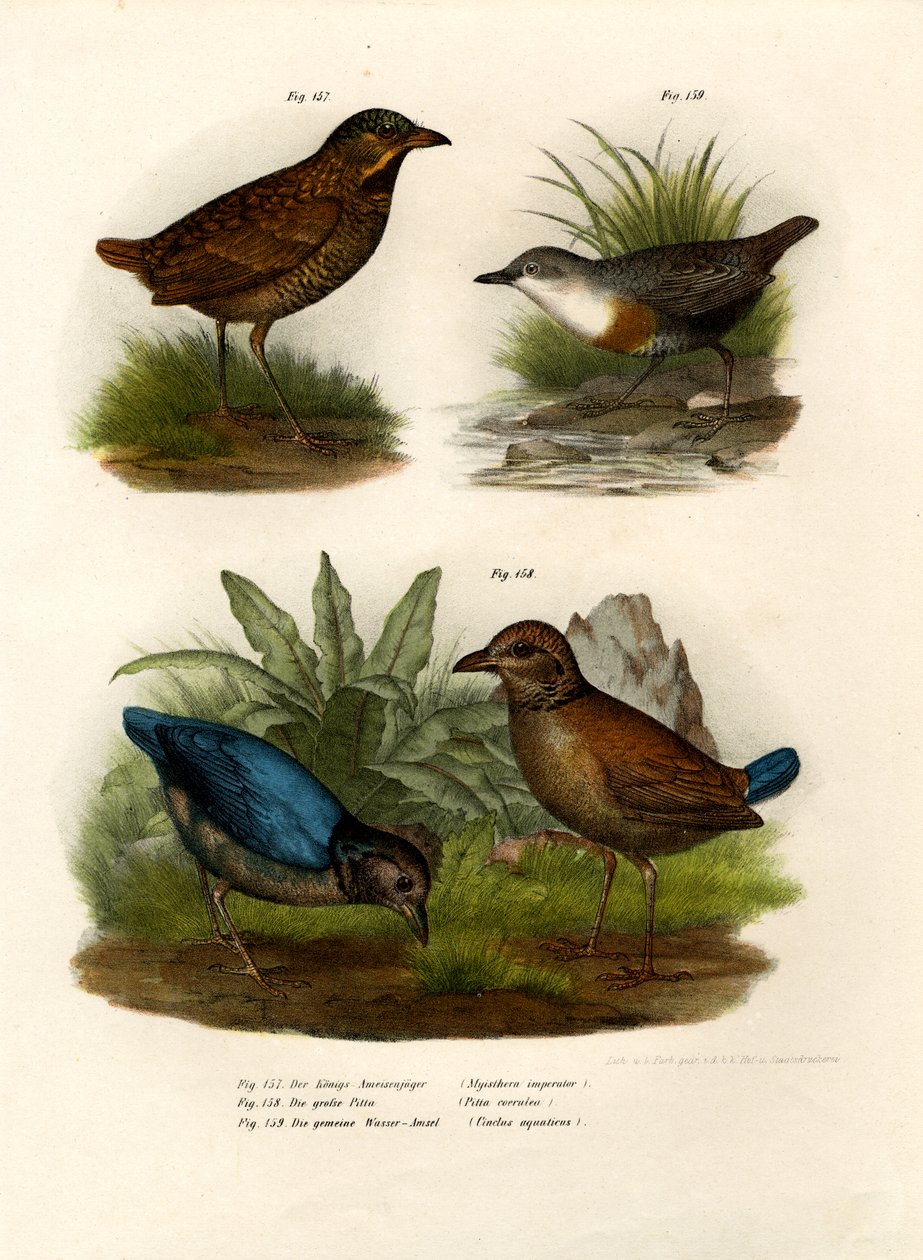 Mierpitta, 1864 door German School