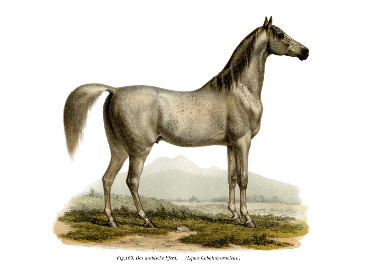 Arabisch Paard door German School