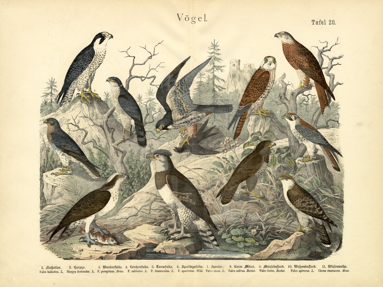 Vogels, ca. 1860 door German School