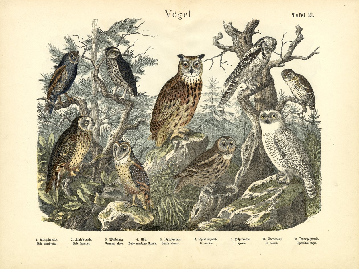 Vogels, ca. 1860 door German School