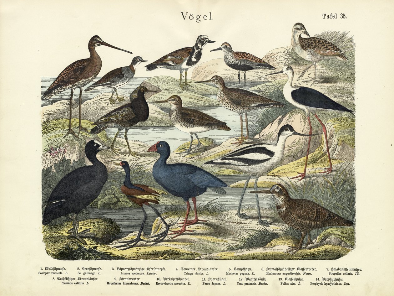 Vogels, ca. 1860 door German School