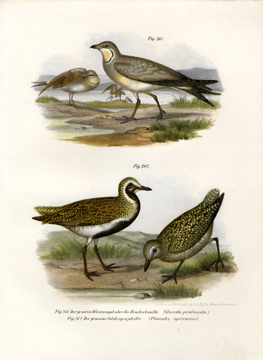 Kraagpratincole, 1864 door German School