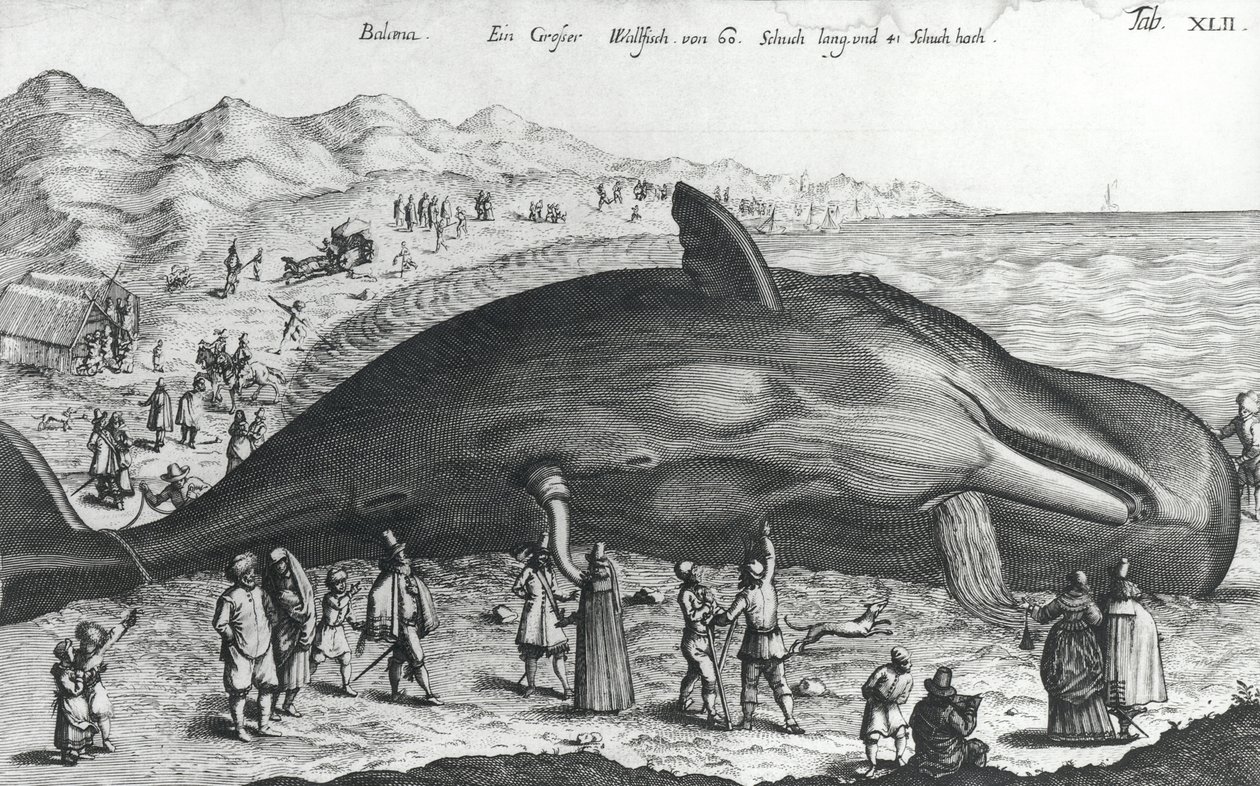 Dode walvis door German School