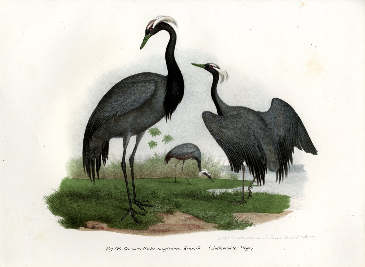 Demoiselle Kraanvogel, 1864 door German School