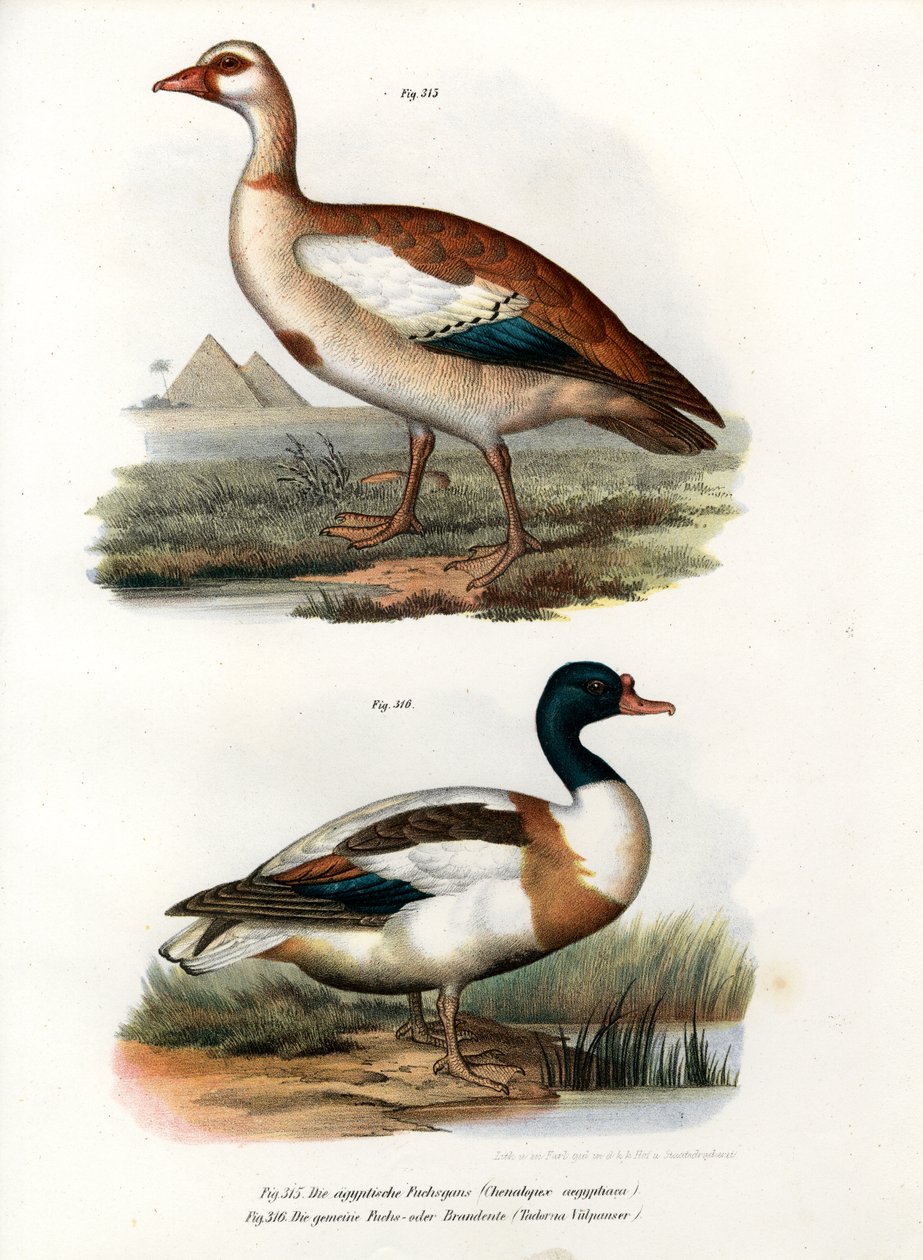 Nijlgans, 1864 door German School