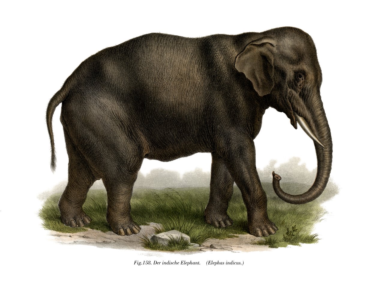 Indiase Olifant door German School