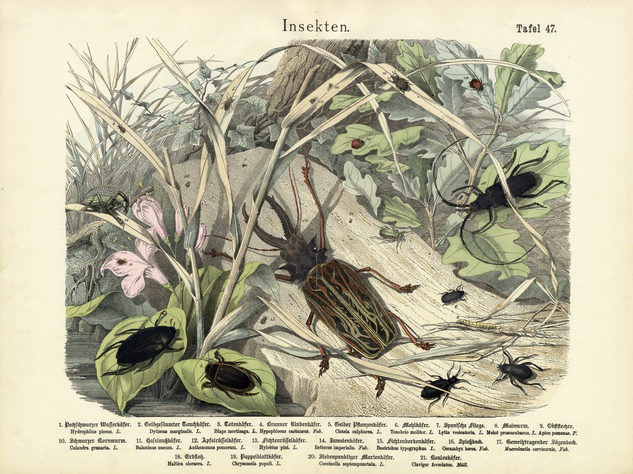 Insecten, ca. 1860 door German School