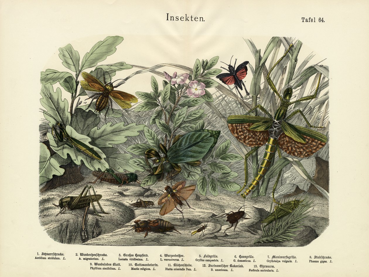Insecten, ca. 1860 door German School