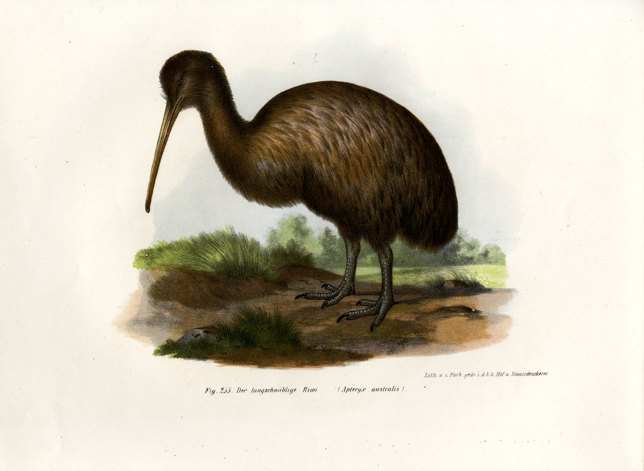 Kiwi, 1864 door German School