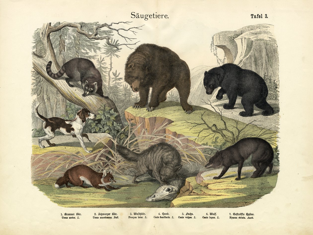 Zoogdieren, ca. 1860 door German School