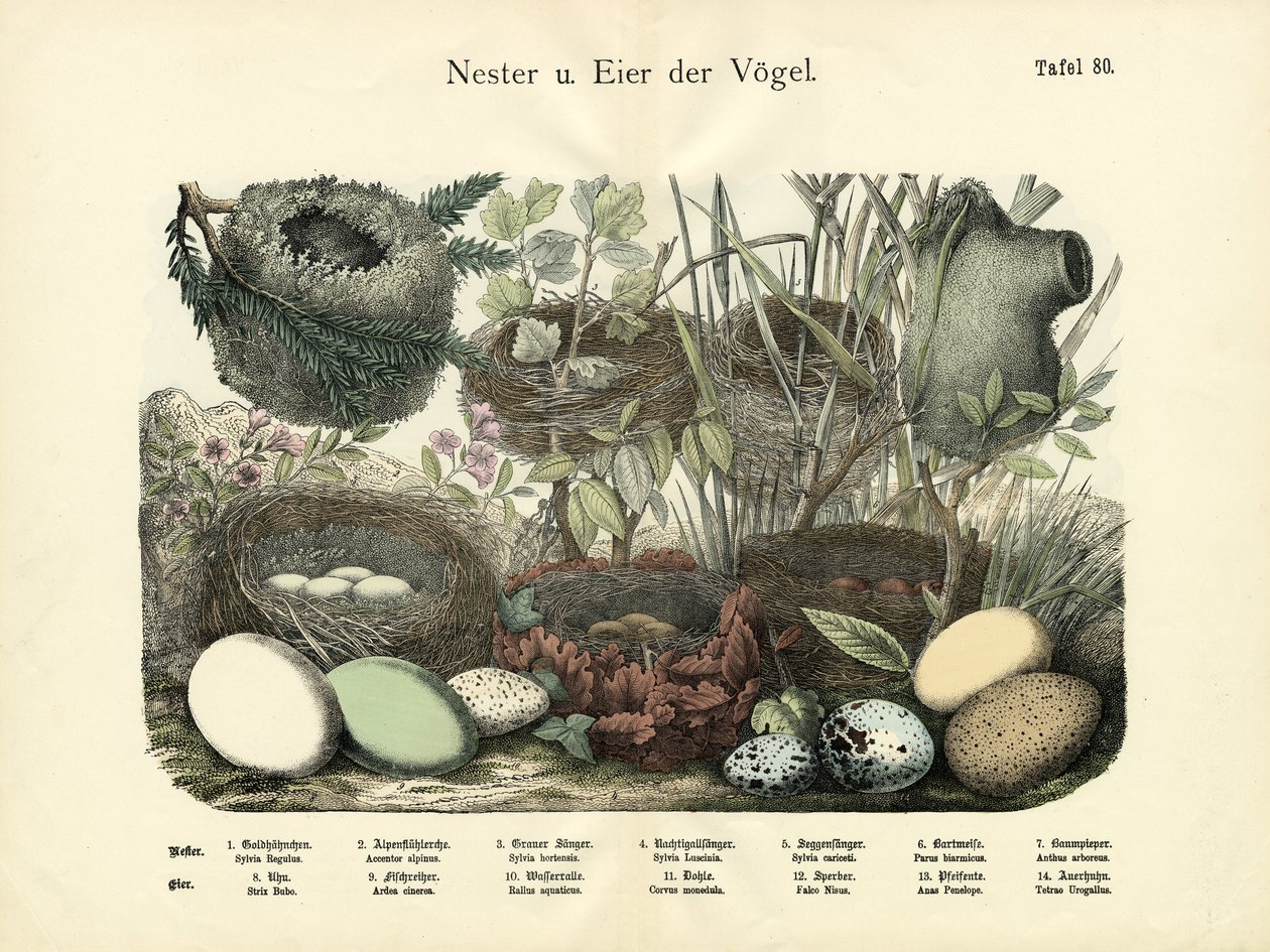 Nesten en Eieren, c.1860 door German School