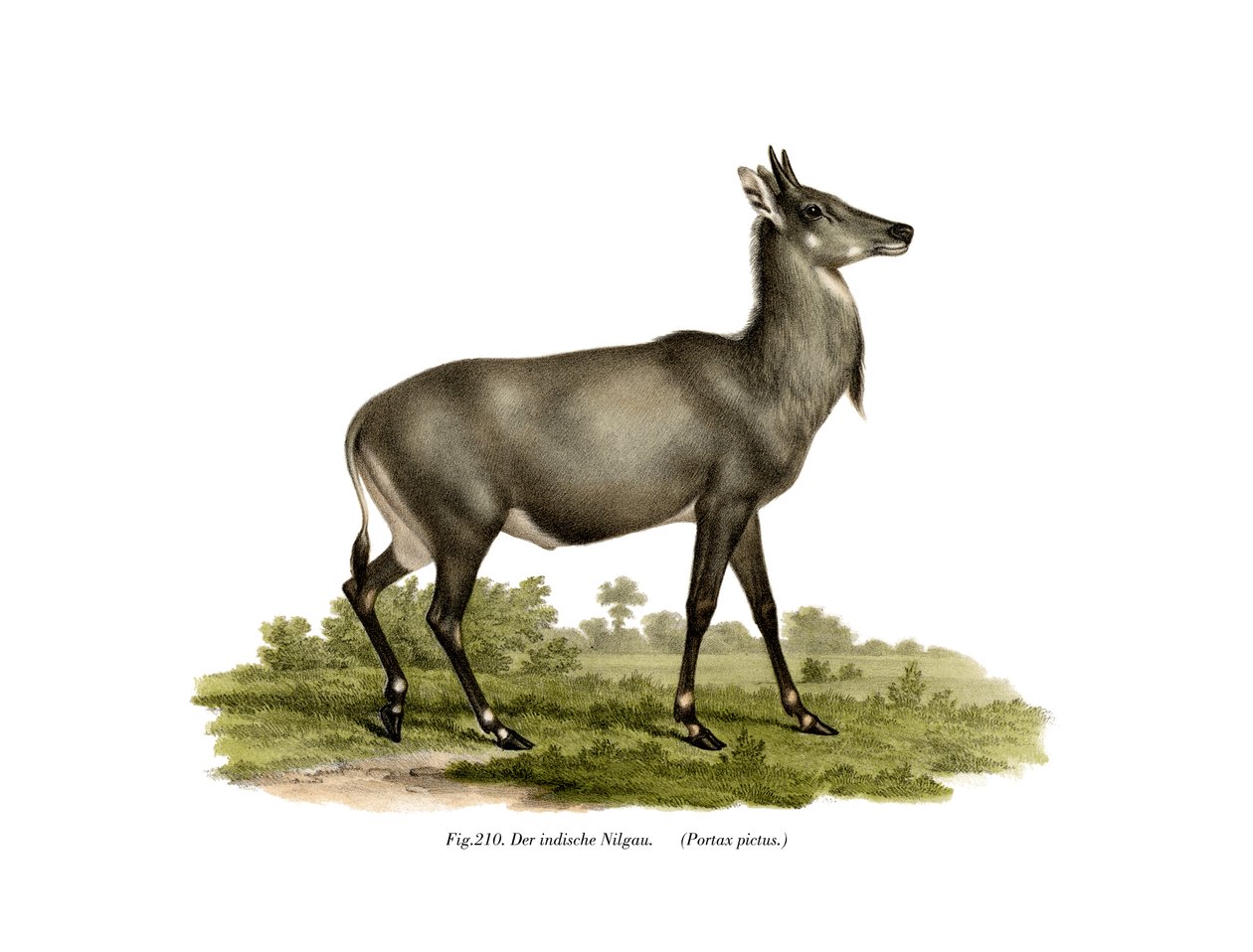 Nilgai door German School