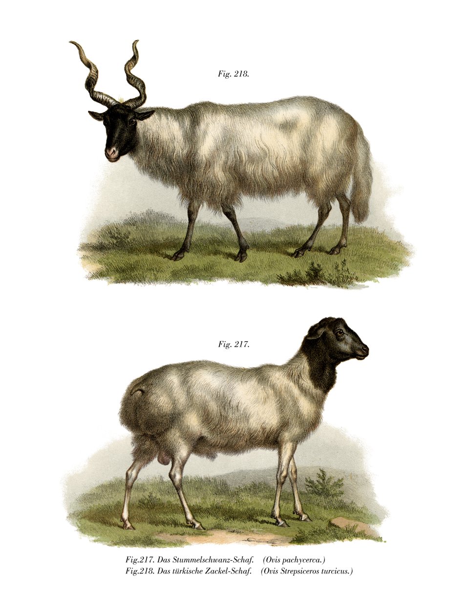 Schaap door German School