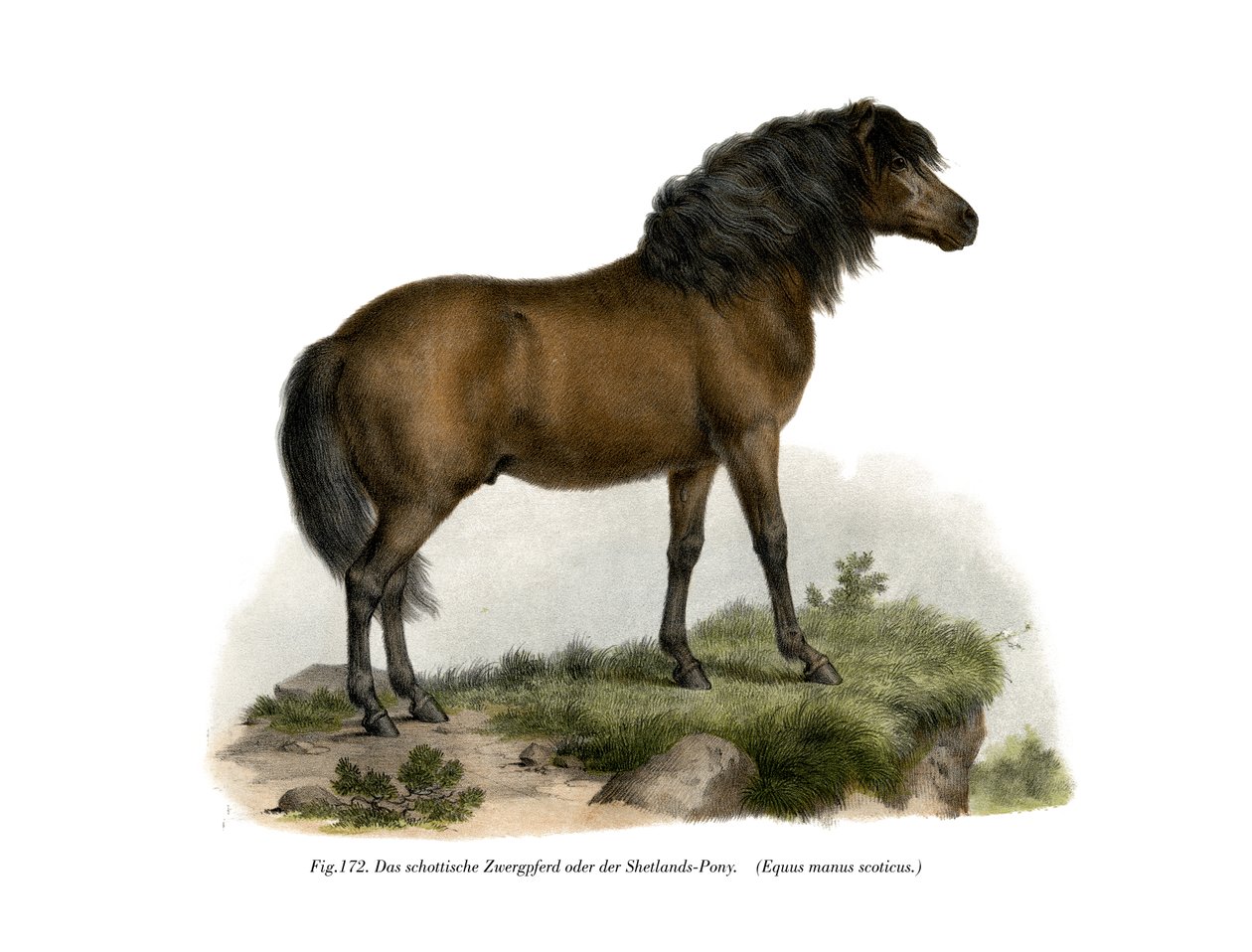 Shetlandpony door German School