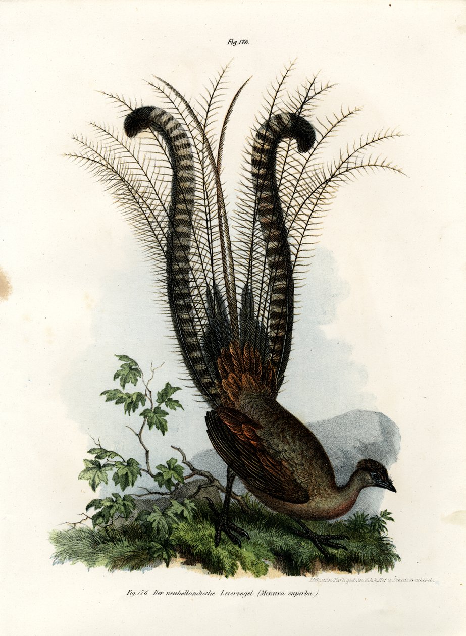 Superb Lyrebird, 1864 door German School