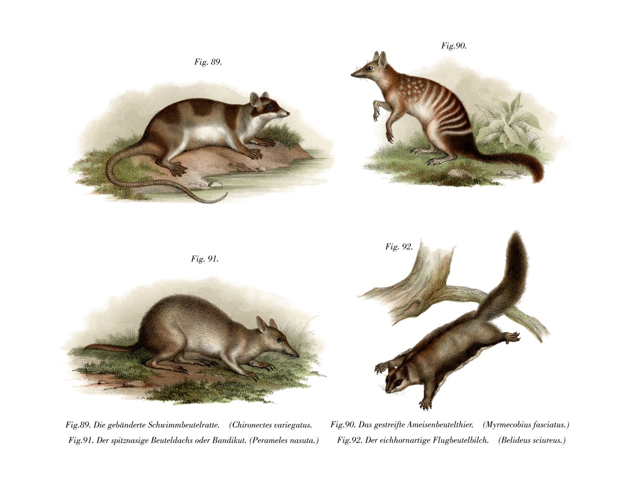 Wateropossum, 1860 door German School