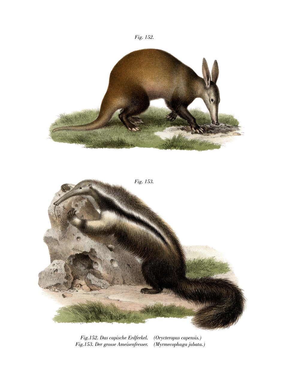 Aardvarken door German School