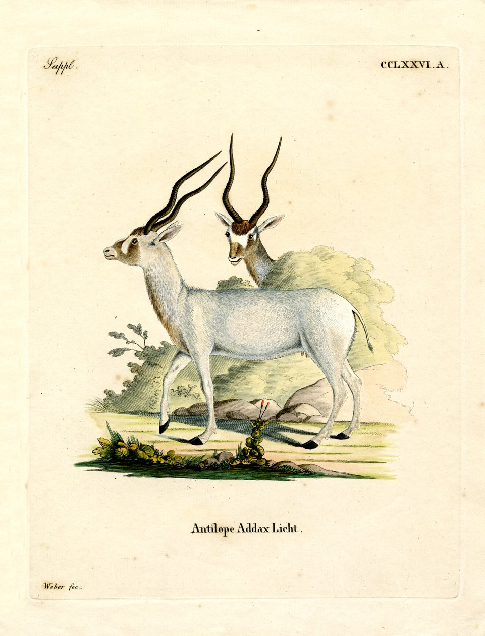 Addax Antilope door German School