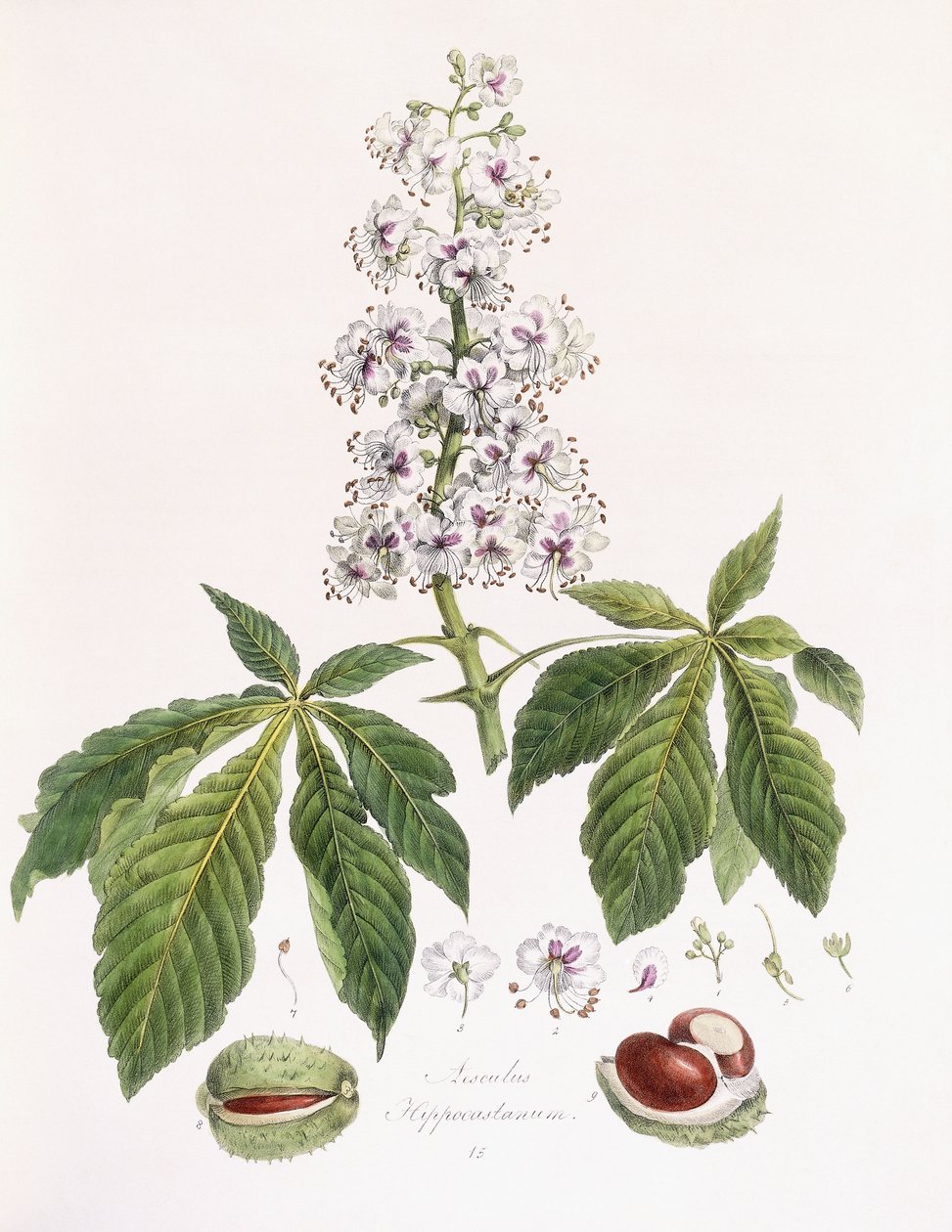 Aesculus Hippocastanum door German School